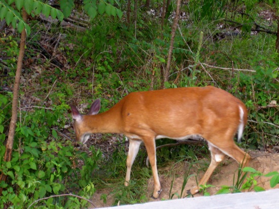 nj