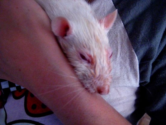 ratso