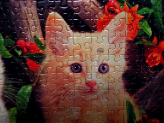 kitten