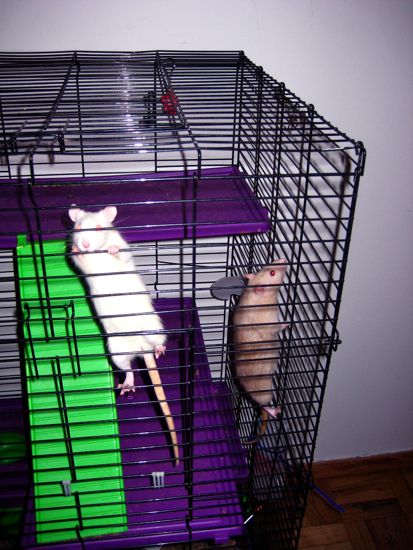 cage