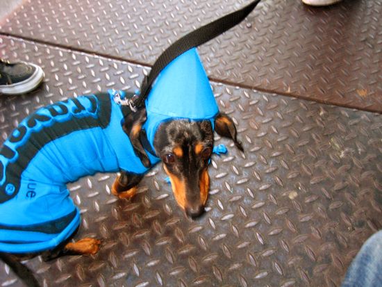 dogs in outfits