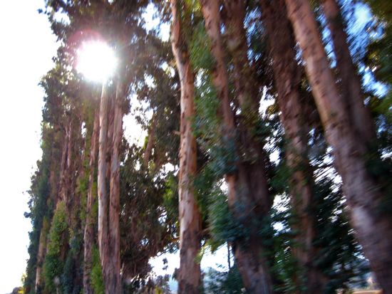 trees