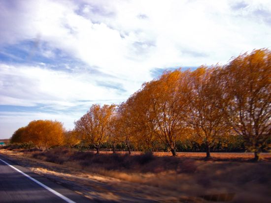 trees