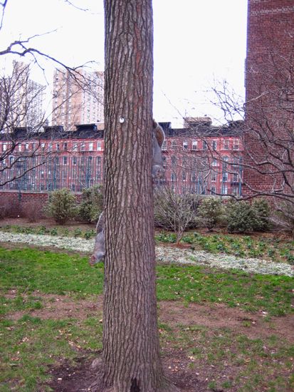 squirrel