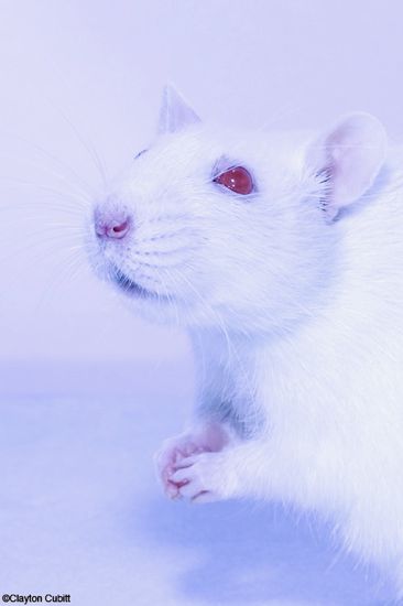 rats