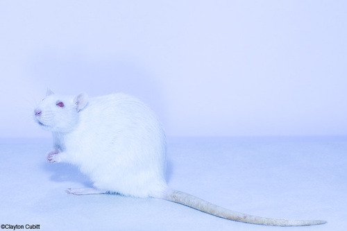 rats