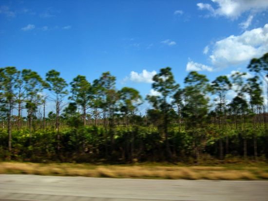 trees