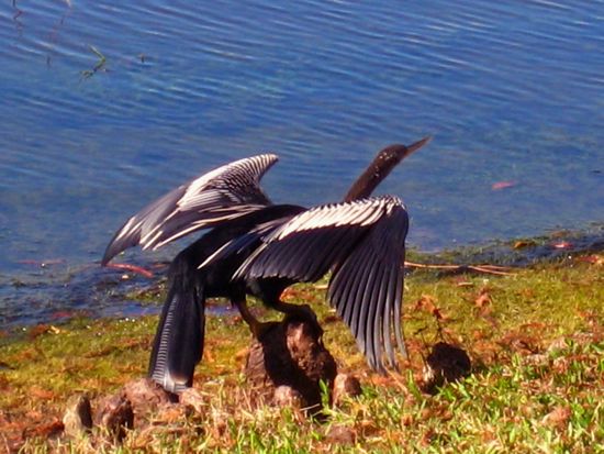 bird