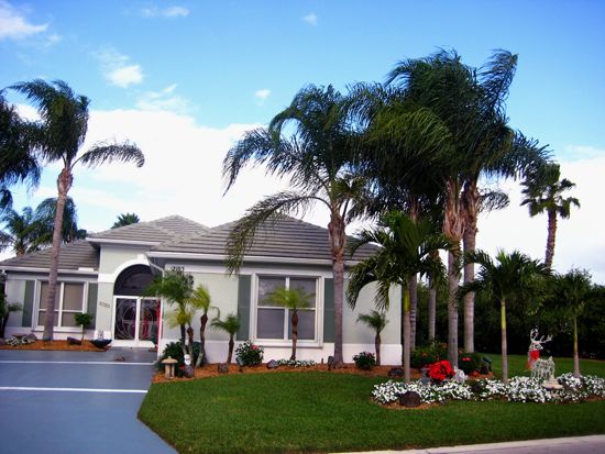 palm tree
