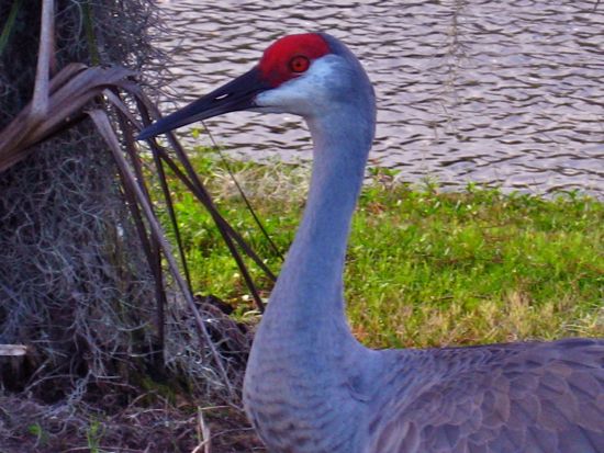 bird
