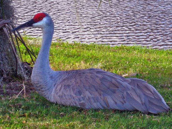 bird