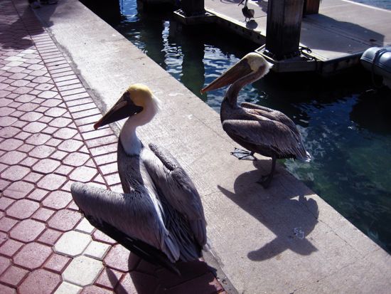 bird