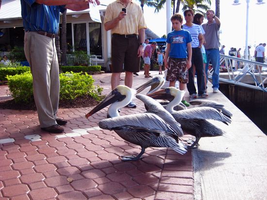 bird