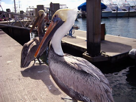 bird