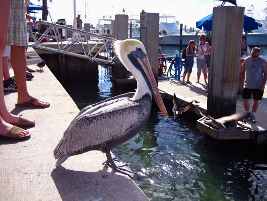 bird