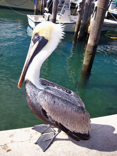 bird