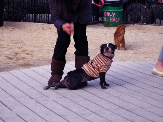 dog park