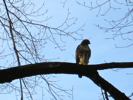 hawk