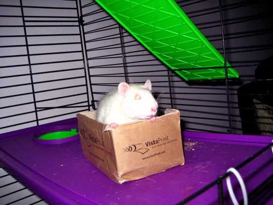 rats