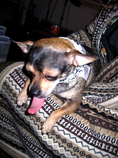 tongue