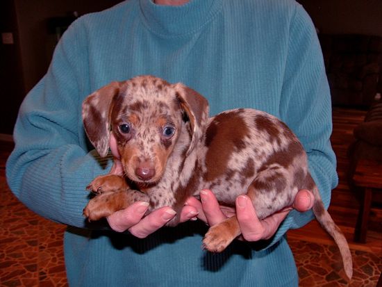 puppy