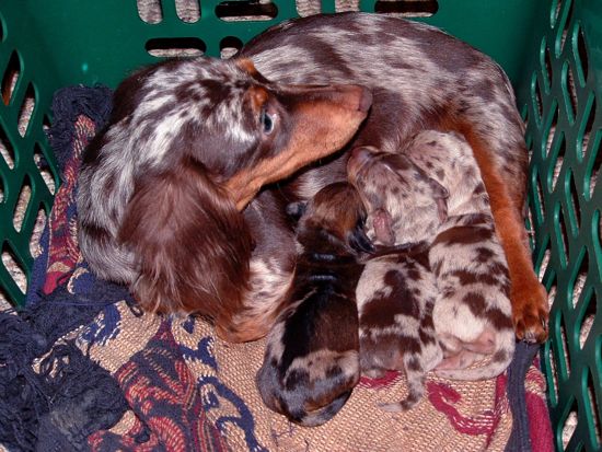 puppies