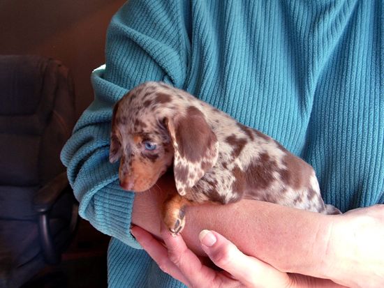 puppy