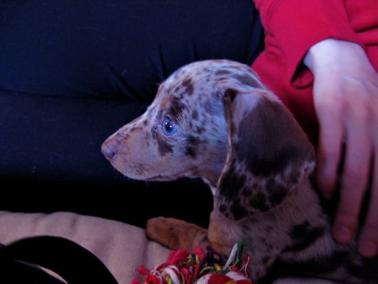 puppy
