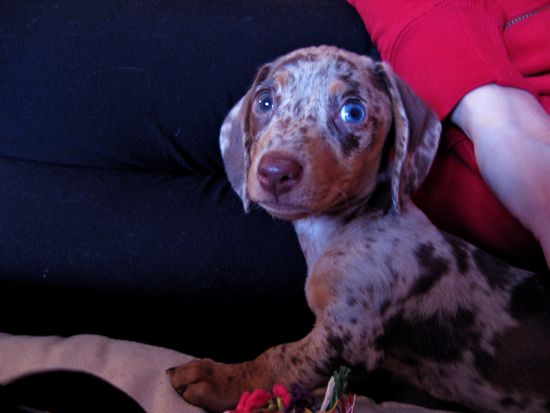 puppy