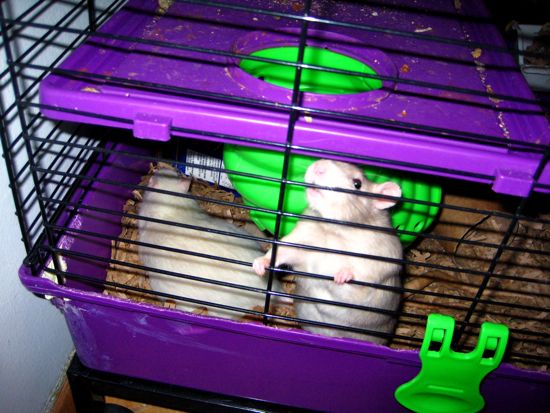 rats