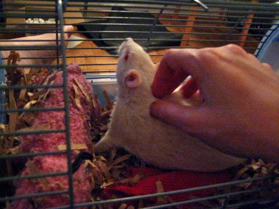rats