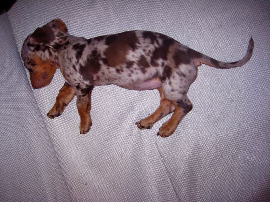 puppy