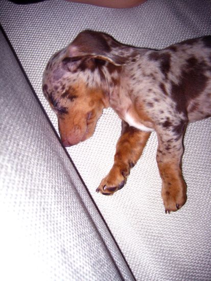 puppy