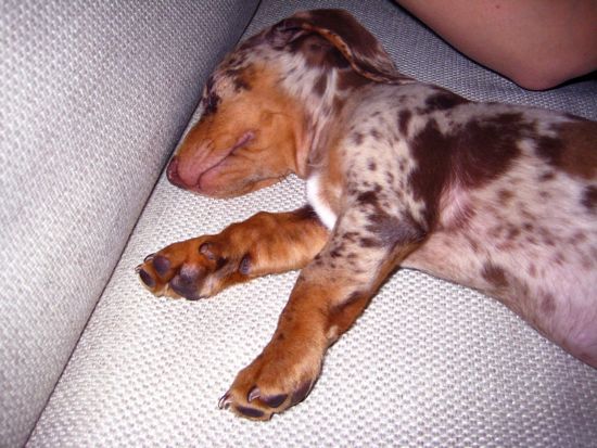 puppy