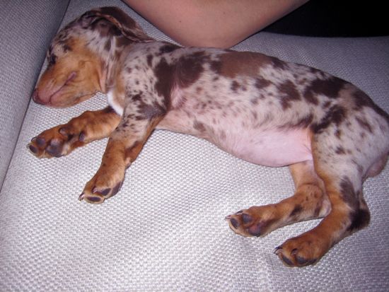 puppy