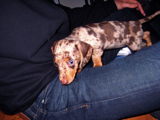 puppy