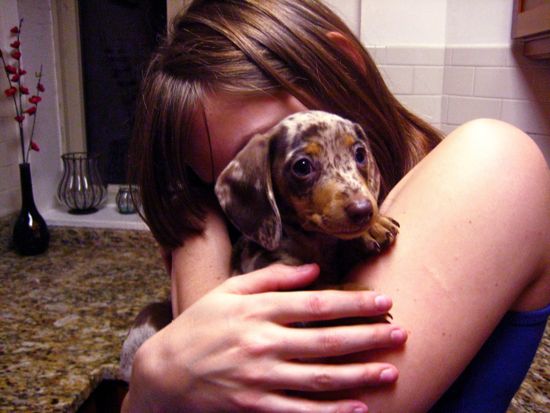 puppy