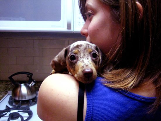 puppy
