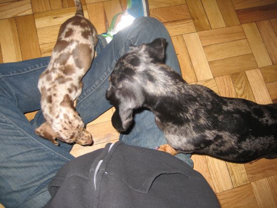 puppy