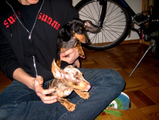 puppy