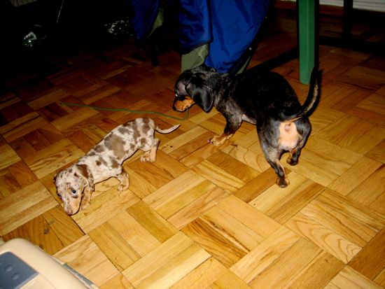 puppy