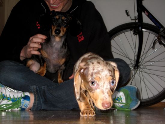 puppy
