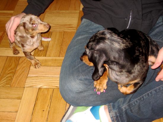 puppy