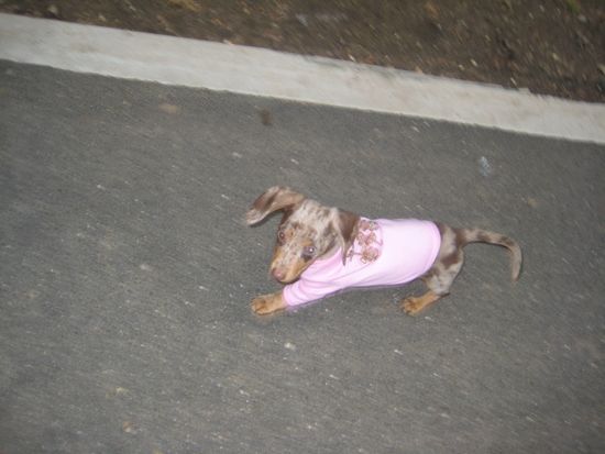 puppy