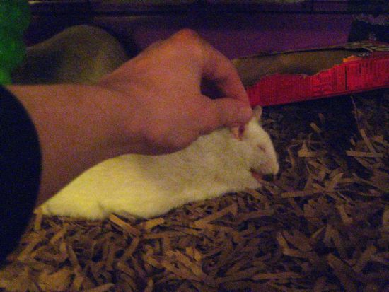 ratso