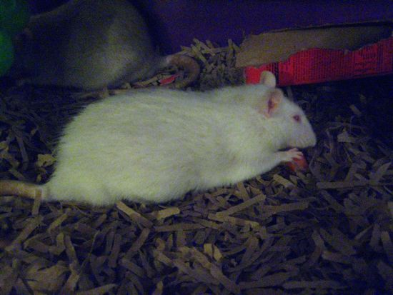 ratso