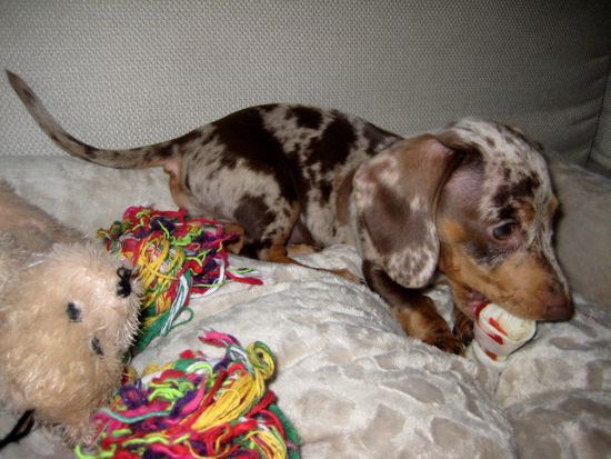 puppy