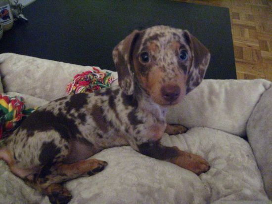 puppy