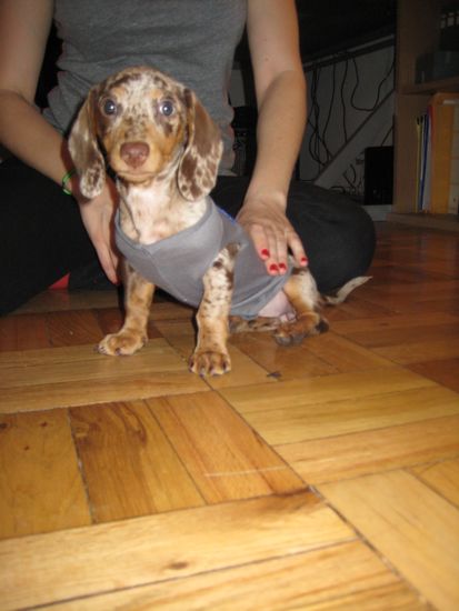 puppy