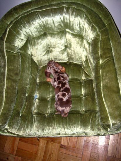 chair